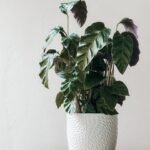 calathea