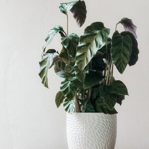 calathea