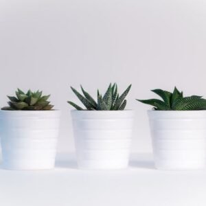 haworthia fasciata